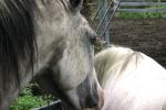 <img150*0:stuff/z/169023/Horse%2520Refernce3/i1280173379_6.jpg>