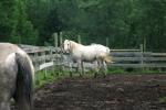 <img150*0:stuff/z/169023/Horse%2520Refernce3/i1280173379_7.jpg>
