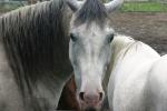 <img150*0:stuff/z/169023/Horse%2520Refernce3/i1280173379_8.jpg>