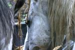 <img150*0:stuff/z/169023/Horse%2520Refernce3/i1280173379_9.jpg>