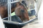 <img150*0:stuff/z/169023/Horse%2520Refernce3/i1280173380_11.jpg>