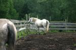 <img150*0:stuff/z/169023/Horse%2520Refernce3/i1280173380_12.jpg>