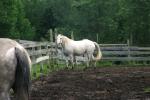 <img150*0:stuff/z/169023/Horse%2520Refernce3/i1280173380_13.jpg>