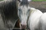 <img150*0:stuff/z/169023/Horse%2520Refernce3/i1280173380_14.jpg>