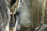 <img150*0:stuff/z/169023/Horse%2520Refernce3/i1280173380_15.jpg>