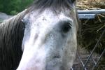 <img150*0:stuff/z/169023/Horse%2520Refernce3/i1280173380_16.jpg>