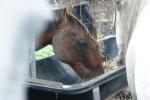 <img150*0:stuff/z/169023/Horse%2520Refernce3/i1280173380_17.jpg>