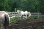 <img150*0:stuff/z/169023/Horse%2520Refernce3/i1280173380_18.jpg>