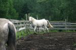 <img150*0:stuff/z/169023/Horse%2520Refernce3/i1280173380_19.jpg>