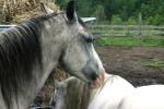 <img150*0:stuff/z/169023/Horse%2520Refernce3/i1280173380_20.jpg>