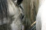 <img150*0:stuff/z/169023/Horse%2520Refernce3/i1280173381_21.jpg>