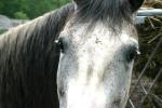 <img150*0:stuff/z/169023/Horse%2520Refernce3/i1280173381_22.jpg>