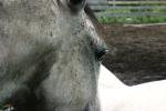 <img150*0:stuff/z/169023/Horse%2520Refernce3/i1280173381_23.jpg>