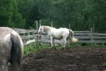 <img150*0:stuff/z/169023/Horse%2520Refernce3/i1280173381_24.jpg>