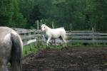 <img150*0:stuff/z/169023/Horse%2520Refernce3/i1280173381_25.jpg>