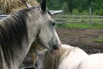 <img150*0:stuff/z/169023/Horse%2520Refernce3/i1280173381_26.jpg>