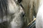 <img150*0:stuff/z/169023/Horse%2520Refernce3/i1280173381_27.jpg>