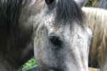 <img150*0:stuff/z/169023/Horse%2520Refernce3/i1280173381_28.jpg>
