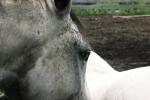 <img150*0:stuff/z/169023/Horse%2520Refernce3/i1280173381_29.jpg>