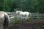 <img150*0:stuff/z/169023/Horse%2520Refernce3/i1280173381_30.jpg>