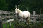 <img150*0:stuff/z/169023/Horse%2520Refernce3/i1280173382_31.jpg>