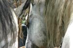 <img150*0:stuff/z/169023/Horse%2520Refernce3/i1280173382_32.jpg>