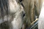 <img150*0:stuff/z/169023/Horse%2520Refernce3/i1280173382_33.jpg>