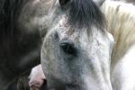 <img150*0:stuff/z/169023/Horse%2520Refernce3/i1280173382_34.jpg>