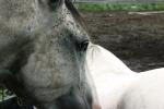 <img150*0:stuff/z/169023/Horse%2520Refernce3/i1280173382_35.jpg>