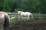 <img150*0:stuff/z/169023/Horse%2520Refernce3/i1280173382_36.jpg>