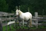 <img150*0:stuff/z/169023/Horse%2520Refernce3/i1280173382_37.jpg>