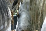 <img150*0:stuff/z/169023/Horse%2520Refernce3/i1280173382_38.jpg>