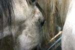 <img150*0:stuff/z/169023/Horse%2520Refernce3/i1280173382_39.jpg>
