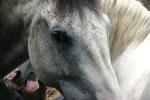 <img150*0:stuff/z/169023/Horse%2520Refernce3/i1280173382_40.jpg>