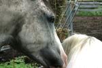 <img150*0:stuff/z/169023/Horse%2520Refernce3/i1280173382_41.jpg>