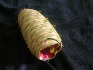 <img300*0:stuff/z/169023/It%2527s%2520%2528Mostly%2529%2520Green%2521/i1247258368_1.jpg>