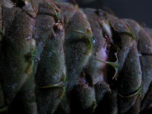 <img300*0:stuff/z/169023/It%2527s%2520%2528Mostly%2529%2520Green%2521/i1247258369_10.jpg>
