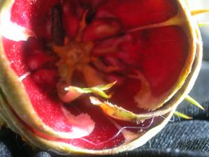 <img300*0:stuff/z/169023/It%2527s%2520%2528Mostly%2529%2520Green%2521/i1247258369_11.jpg>