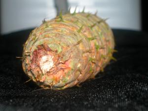 <img300*0:stuff/z/169023/It%2527s%2520%2528Mostly%2529%2520Green%2521/i1247258369_3.jpg>