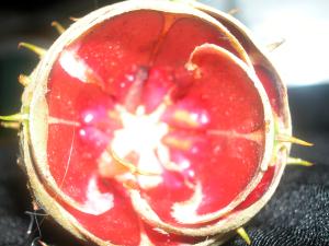 <img300*0:stuff/z/169023/It%2527s%2520%2528Mostly%2529%2520Green%2521/i1247258369_4.jpg>