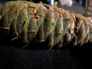 <img300*0:stuff/z/169023/It%2527s%2520%2528Mostly%2529%2520Green%2521/i1247258369_5.jpg>