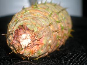 <img300*0:stuff/z/169023/It%2527s%2520%2528Mostly%2529%2520Green%2521/i1247258369_8.jpg>