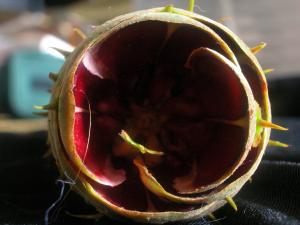 <img300*0:stuff/z/169023/It%2527s%2520%2528Mostly%2529%2520Green%2521/i1247258369_9.jpg>