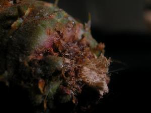 <img300*0:stuff/z/169023/It%2527s%2520%2528Mostly%2529%2520Green%2521/i1247258370_15.jpg>