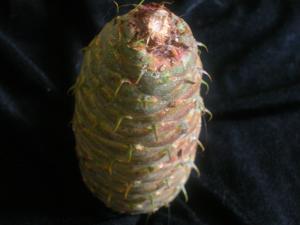 <img300*0:stuff/z/169023/It%2527s%2520%2528Mostly%2529%2520Green%2521/i1247258370_16.jpg>
