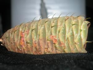 <img300*0:stuff/z/169023/It%2527s%2520%2528Mostly%2529%2520Green%2521/i1247258370_17.jpg>