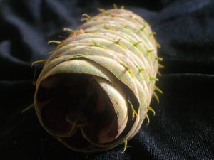 <img300*0:stuff/z/169023/It%2527s%2520%2528Mostly%2529%2520Green%2521/i1247258370_18.jpg>