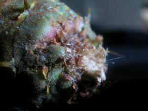 <img300*0:stuff/z/169023/It%2527s%2520%2528Mostly%2529%2520Green%2521/i1247258370_20.jpg>