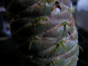 <img300*0:stuff/z/169023/It%2527s%2520%2528Mostly%2529%2520Green%2521/i1247258370_21.jpg>