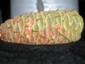 <img300*0:stuff/z/169023/It%2527s%2520%2528Mostly%2529%2520Green%2521/i1247258370_22.jpg>